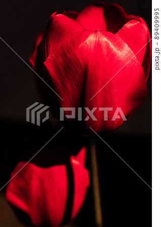 チューリップ_赤い花_レタッチ技術_写真編集_花の繊維 チューリップ_赤い花_レタッチ技術_写真編集_花の繊維 89409995