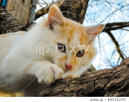 桜の木の上の子猫 89410243