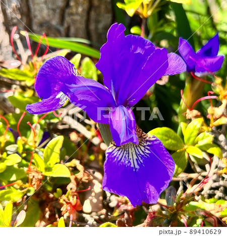 シベリアンアイリス、濃い紫色の花、濃い紫色の菖蒲 89410629
