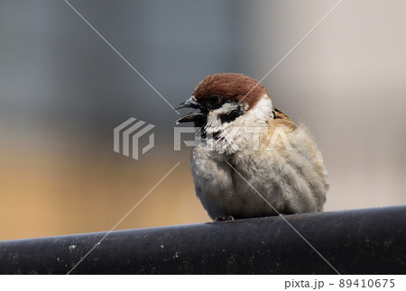 スズメが何かさえずっている 89410675