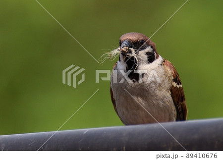 巣図栗のために材料を集めるスズメ 巣図栗のために材料を集めるスズメ 89410676