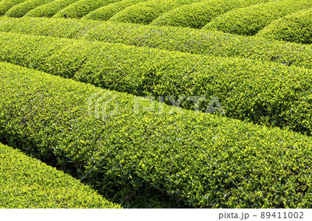 お茶畑 89411002
