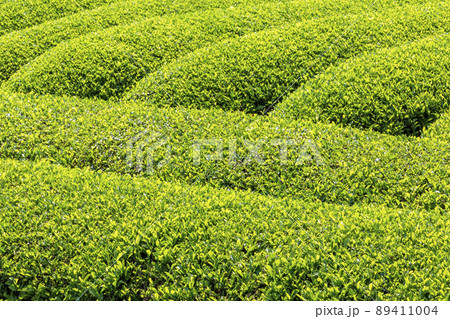 お茶畑 89411004