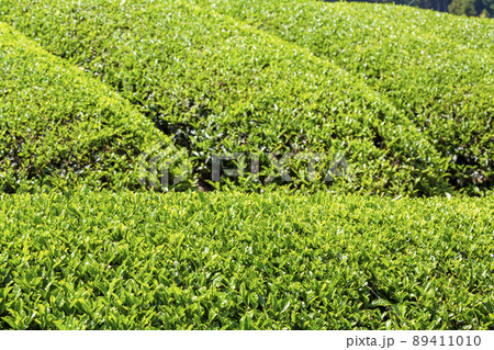 お茶畑 89411010