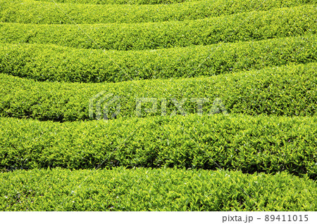 お茶畑 89411015