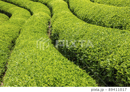 お茶畑 89411017