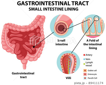 Diagram showing gastrointestinal tract small intestine lining Diagram showing gastrointestinal tract small intestine lining 89411174