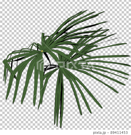 シュロ（棕櫚）の葉のイラストのイラスト素材 [89411453] - PIXTA