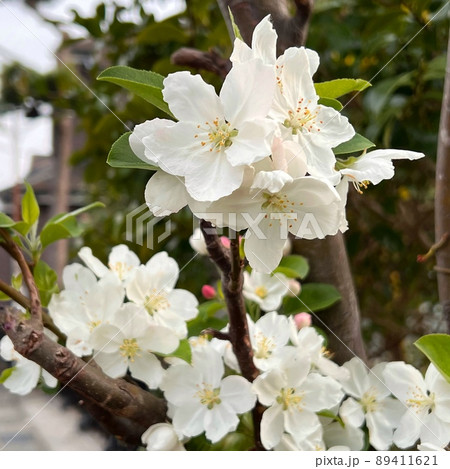 桜の花、白い桜の花、りんごの花に似ている花 桜の花、白い桜の花、りんごの花に似ている花 89411621
