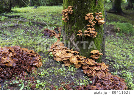 木を枯らせてしまうナラタケモドキが発生した風景/キシメジ科 木を枯らせてしまうナラタケモドキが発生した風景/キシメジ科 89411625