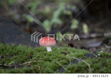 赤くてかわいいドクベニタケの幼菌／ベニタケ科【毒きのこ】 89411629