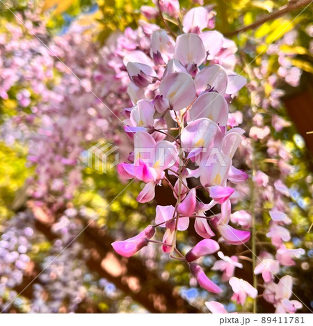 ピンク色の藤の花、桃色の藤 89411781