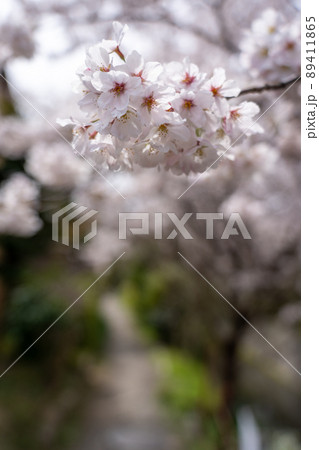 京都の春 桜 哲学の道 東山 周辺の風景 京都の春 桜 哲学の道 東山 周辺の風景 89411865