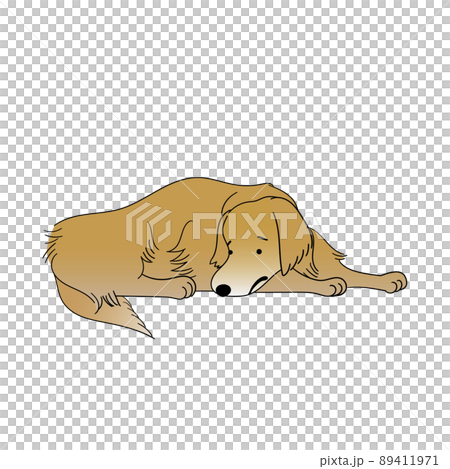 沒有精力的狗 89411971