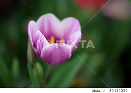 薄紫色のチューリップ 薄紫色のチューリップ 89412036