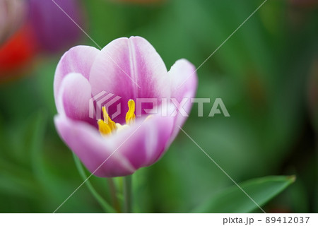 薄紫色のチューリップ 薄紫色のチューリップ 89412037
