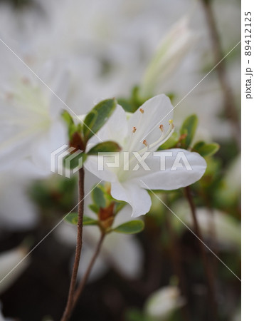 白い花 白い花 89412125