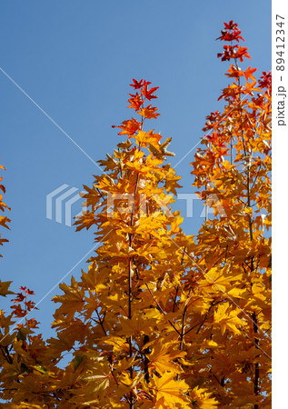 Orange maple leaves against the blue sky. Autumn branches of a maple tree. Autumn. Orange maple leaves against the blue sky. Autumn branches of a maple tree. Autumn. 89412347