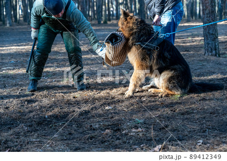 German Shepherd sits and holds his bite sleeve in his mouth. The owner is standing next to the animal. Trainer tries to pull the bite sleeve out of the dog's mouth. Training dogs guard duty. German Shepherd sits and holds his bite sleeve in his mouth. The owner is standing next to the animal. Trainer tries to pull the bite sleeve out of the dog's mouth. Training dogs guard duty. 89412349
