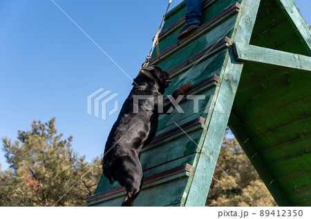 A large black dog climbs up a high wooden slide. Adult male Rottweiler in agility and endurance training. The owner is guarding the pet with the leash pulled upwards. Side view. Part of the series A large black dog climbs up a high wooden slide. Adult male Rottweiler in agility and endurance training. The owner is guarding the pet with the leash pulled upwards. Side view. Part of the series 89412350