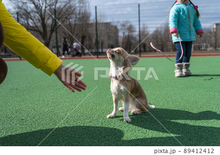 A woman extends her hand to a Chihuahua dog. The pet sits on the green surface of the sports field. Her five-year-old daughter stands in the background with a leash in her hands. Family A woman extends her hand to a Chihuahua dog. The pet sits on the green surface of the sports field. Her five-year-old daughter stands in the background with a leash in her hands. Family 89412412