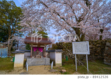 春の兵庫県洲本市の洲本城跡にある芝右衛門狸の祠 89412526