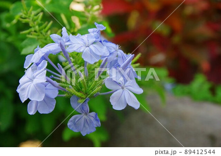 ルリマツリ 89412544