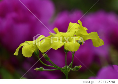 カタバミの花 89412598