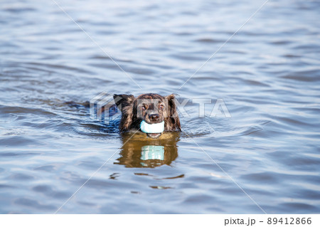 海で泳ぐチワックスの犬 89412866
