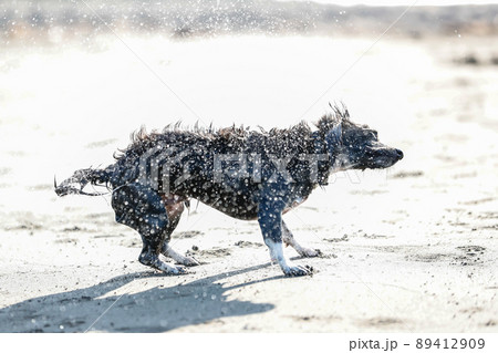 濡れた体をぶるぶるする犬 89412909