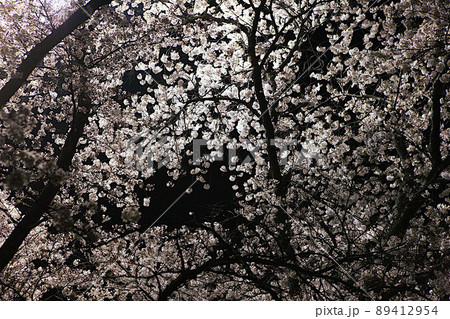 夜空に映る満開の桜 夜空に映る満開の桜 89412954