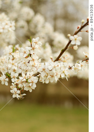 white cherry tree blossom at springtime white cherry tree blossom at springtime 89413036