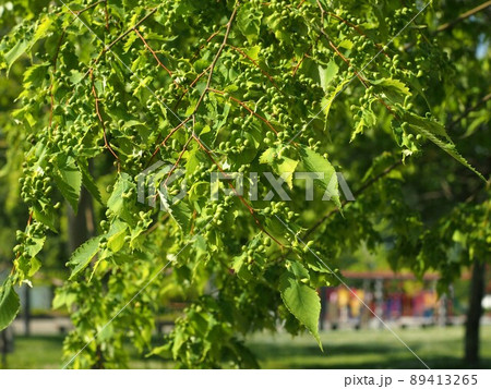 欅の葉についた沢山のケヤキハフクロフシ(ケヤキフシアブラムシの虫えい) 欅の葉についた沢山のケヤキハフクロフシ(ケヤキフシアブラムシの虫えい) 89413265