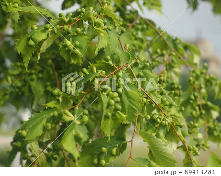 葉に虫こぶのついた公園の欅(ケヤキハフクロフシ:ケヤキフシアブラムシの虫えい) 葉に虫こぶのついた公園の欅(ケヤキハフクロフシ:ケヤキフシアブラムシの虫えい) 89413281