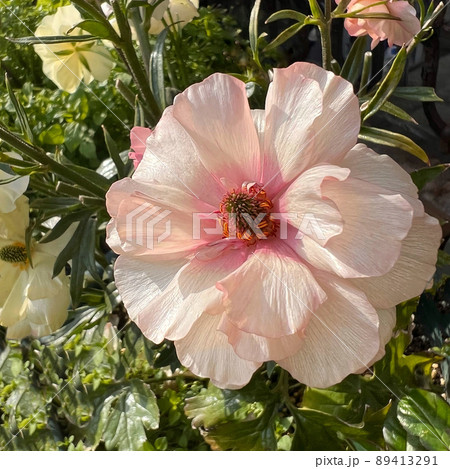 花期の長い花、ラックスシリーズのラナンキュラス、ピンク色の花 89413291