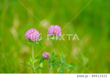 春の野の花・アカツメクサ 89413322