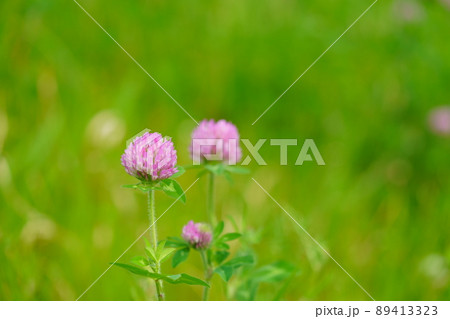 春の野の花・アカツメクサ 89413323