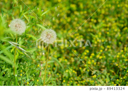 タンポポの綿毛 89413324