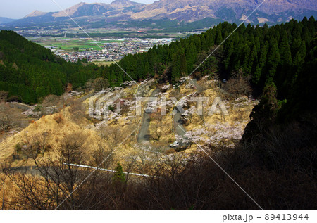 阿蘇の九十九曲高森自然公園の桜並木 阿蘇の九十九曲高森自然公園の桜並木 89413944