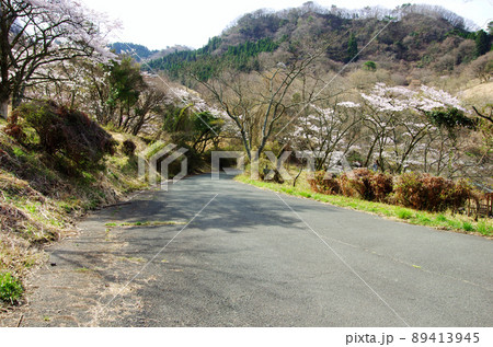 阿蘇の九十九曲高森自然公園の桜並木 阿蘇の九十九曲高森自然公園の桜並木 89413945