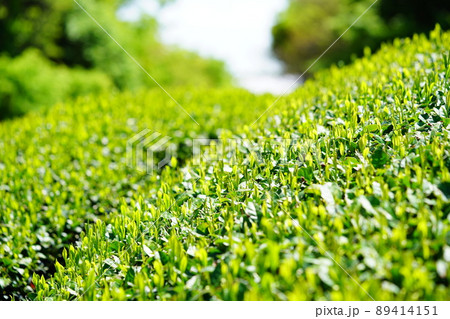 宇治茶の新芽 宇治茶の新芽 89414151