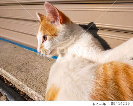 気まぐれ仔猫 気まぐれ仔猫 89414219