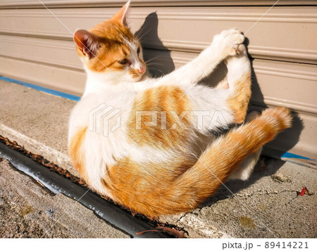 気まぐれ仔猫 89414221