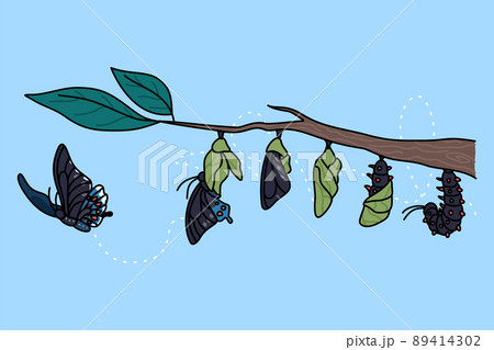 Stages of growth of butterfly Stages of growth of butterfly 89414302