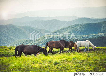 Horses graze on clean meadows. Horses graze on clean meadows. 89414395