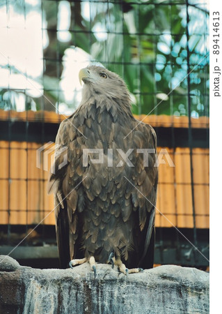 仁王立ちする鷹#2 89414613