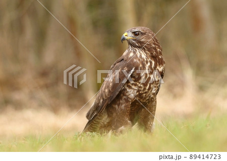 Majestic bird of prey common buzzard 89414723