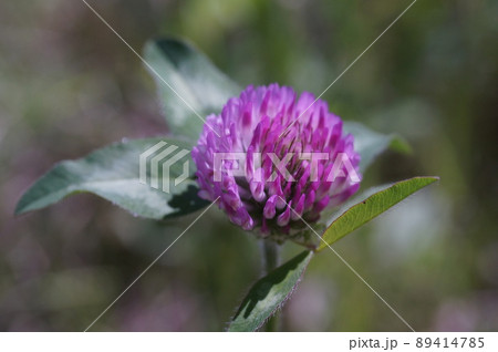 ムラサキツメクサ 89414785