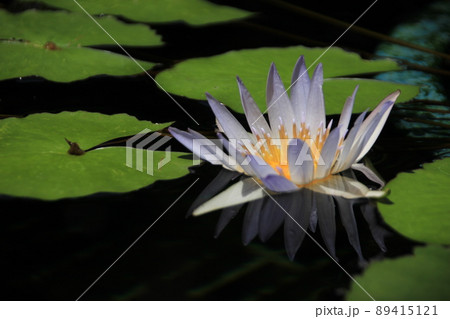 睡蓮 89415121