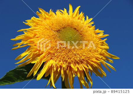 超アップ迫力満点のひまわりの花 89415125